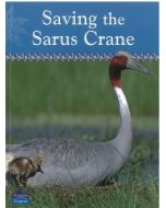 Saving the Sarus Crane (Snapshots series)