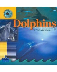 Antarctic Experience: Dolphins